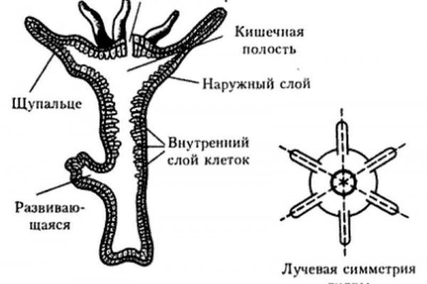 Кракен сайт работает